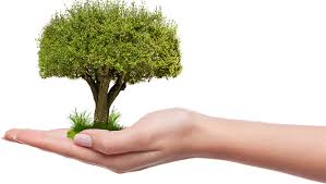 Plant a Tree - Carbon Offset Program!